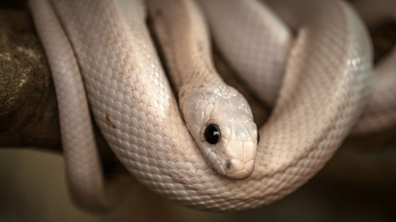 ”色”で見る蛇が持つ縁起のいい意味